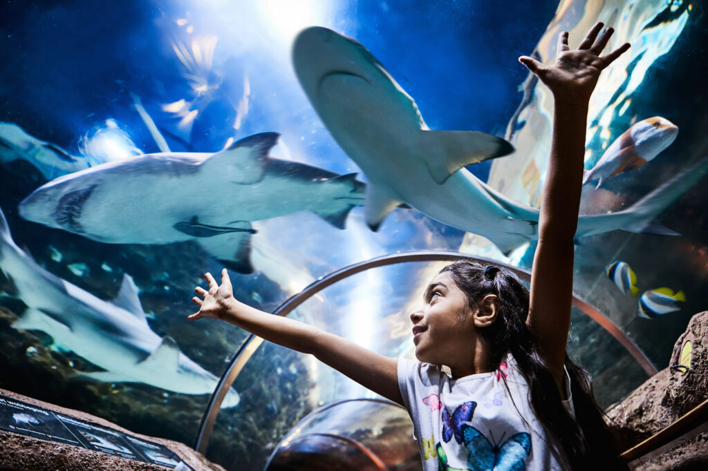 Sharks in Kattegat Centret