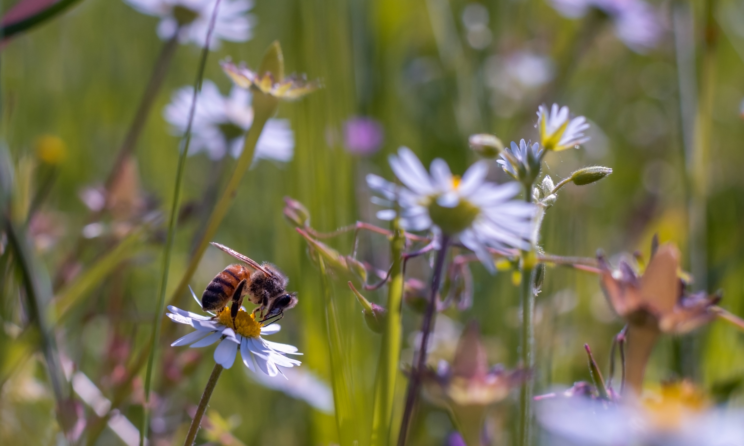 blomster ved skåstrup