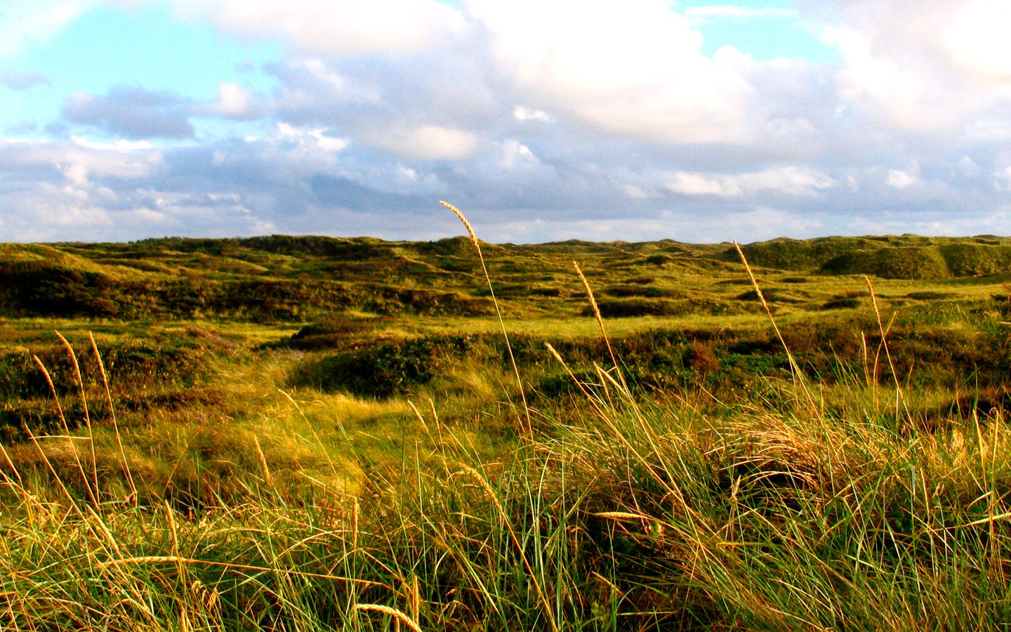 A wide, scenic landscape view showcasing the raw, untamed nature and big skies of Thy, representing National Park Thy.